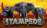 Stampede slot